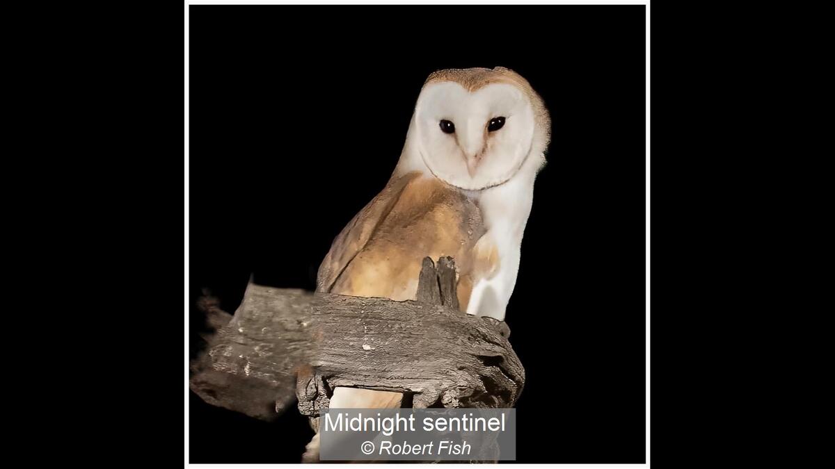 09_Midnight sentinel_Robert Fish